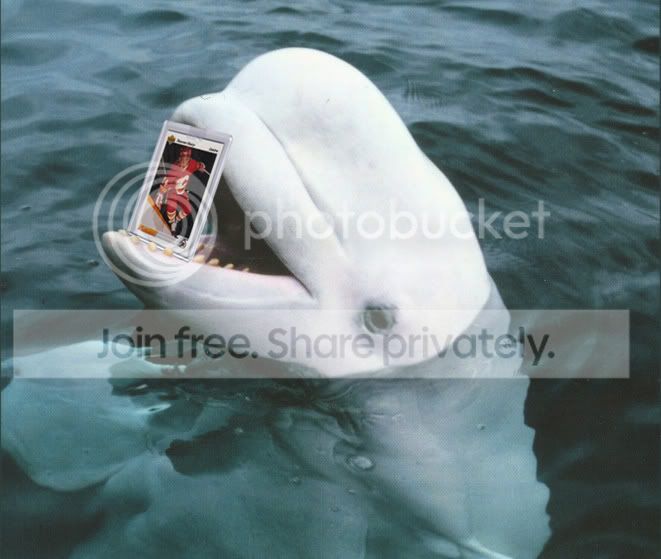 white-whale.jpg